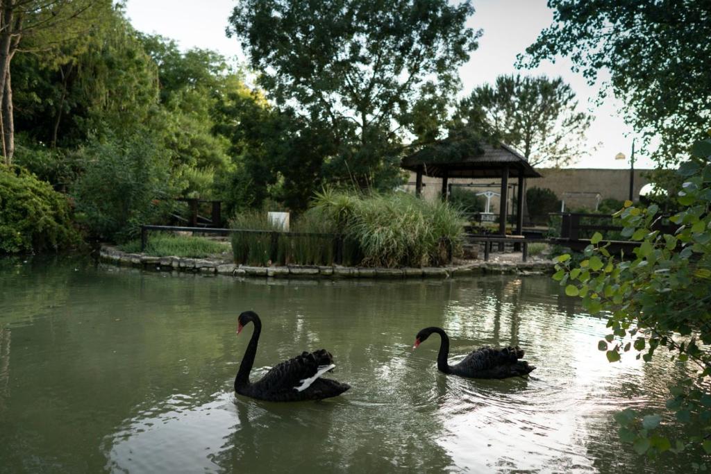 珀古萨Villa Pastorelli的两个黑天鹅在一个带凉亭的池塘里游泳