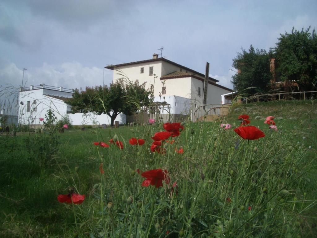 Les Franqueses del Vallès马斯卡布里特旅馆的一座房子前面的红花田