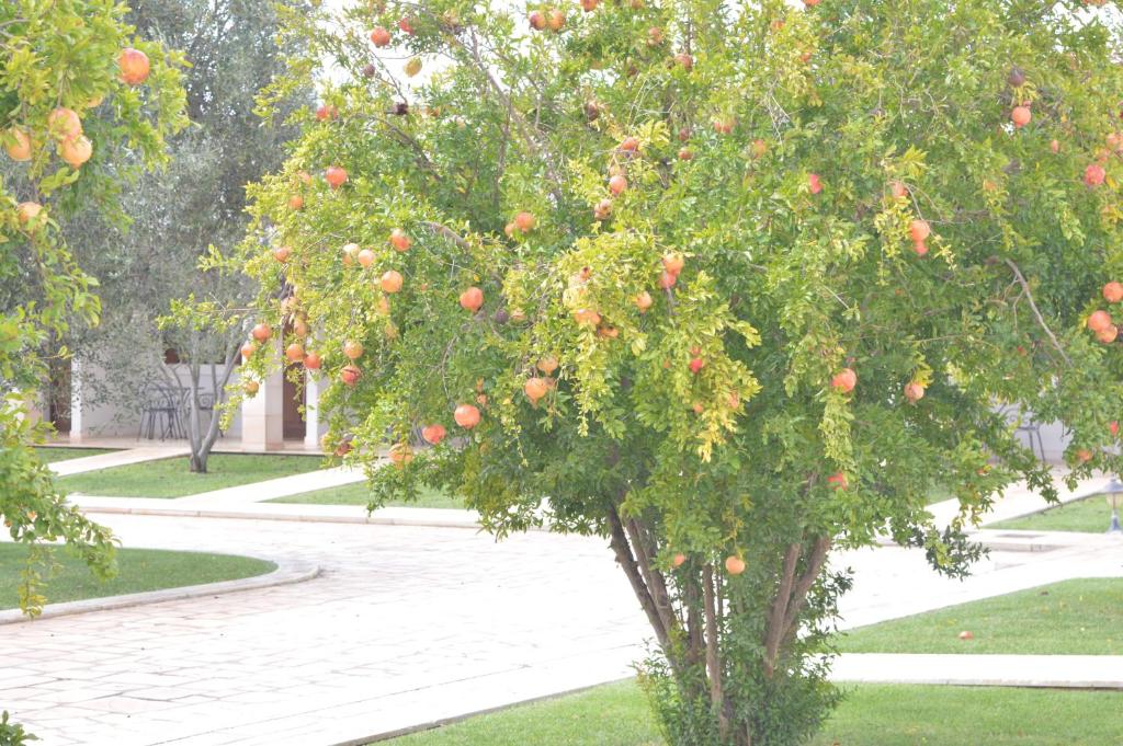 图里莱斯安提卡消遣酒店的橘子树上有很多橙子
