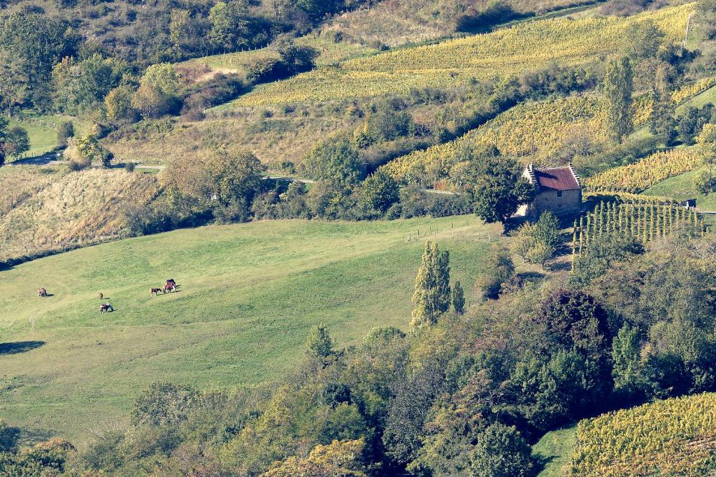 GiziaLes Billardes - le gite - Jura的田野里马匹的绿色山坡的空中景色
