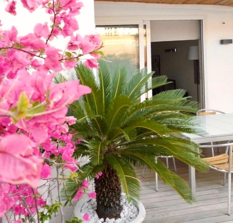 巴里因特诺3号住宿加早餐旅馆的棕榈树在门廊上,盆里满是粉红色的花