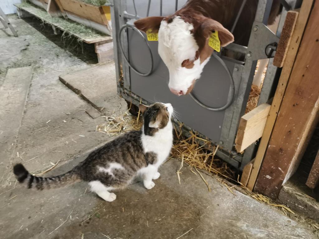 大格洛克纳山麓卡尔斯陶若旅馆的一只奶牛和一只猫站在一头奶牛旁边