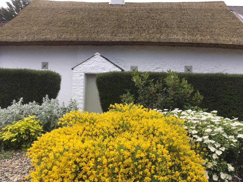 DuleekConnells House Thatched Cottage的前面有黄色花的白色房子