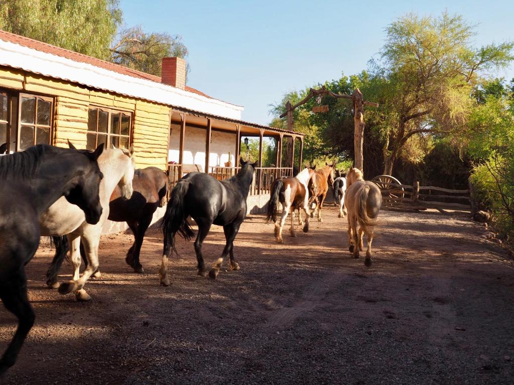 圣佩德罗·德·阿塔卡马Lodge Atacama Horse的一群马在建筑物前跑