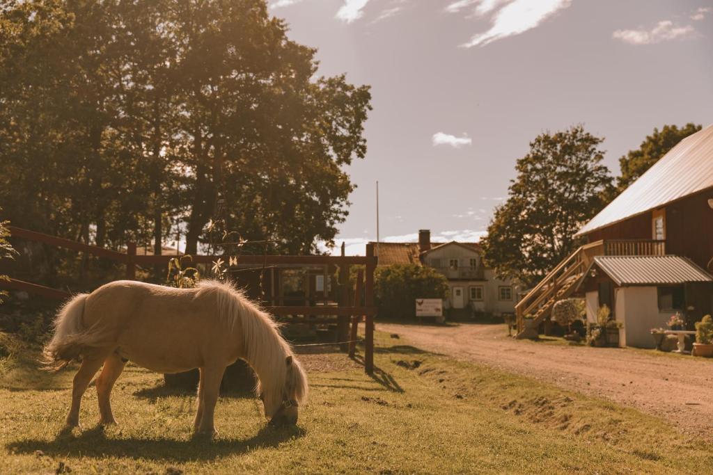 布拉斯泰德Toric Farmlodge的谷仓旁边的草丛中放牧的白马