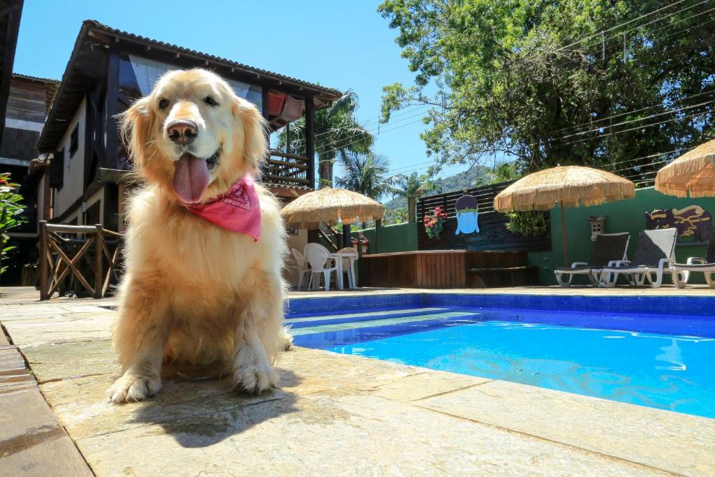 马利西亚斯马利西亚斯普拉维达酒胆的游泳池旁的狗