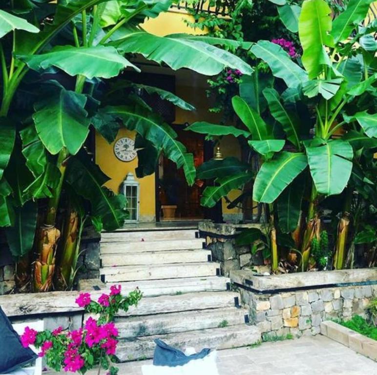 萨利杰尔梅韩精品酒店 的花园中种有植物的楼梯