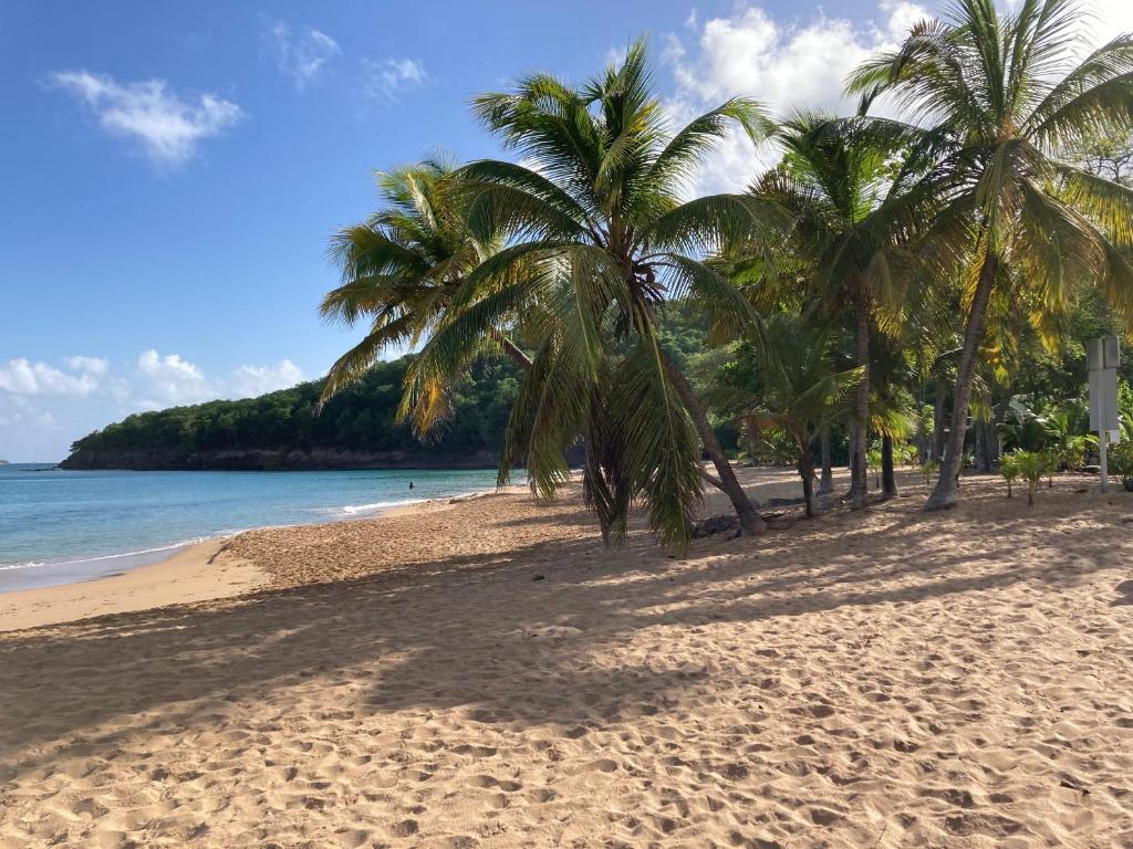德赛Coco-Mango Apt. D的沙滩上的棕榈树
