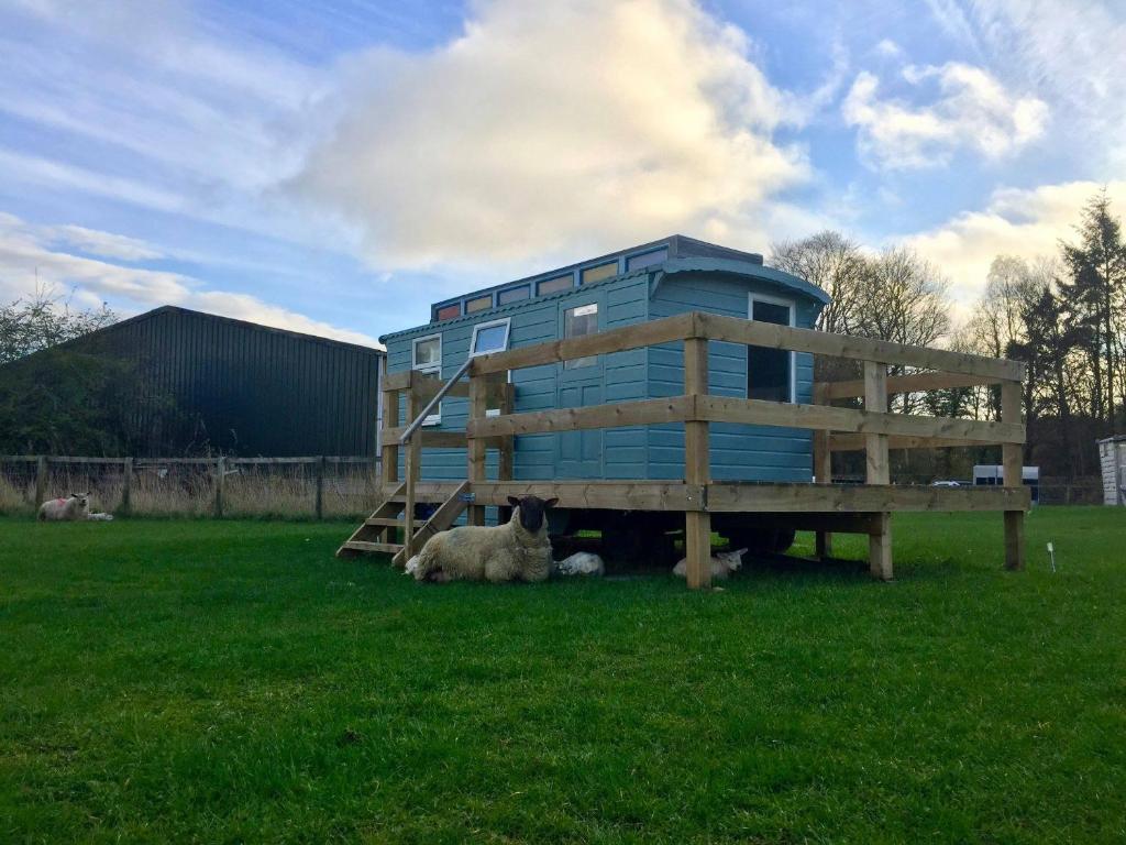 霍伊克Showman's Hut Westcote的两只羊躺在房子旁边的草上