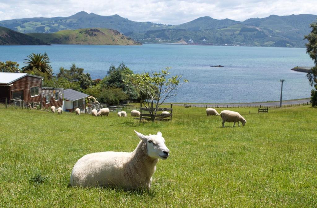 PortobelloRoselle Farm Cottage的牧羊群在草地上放牧