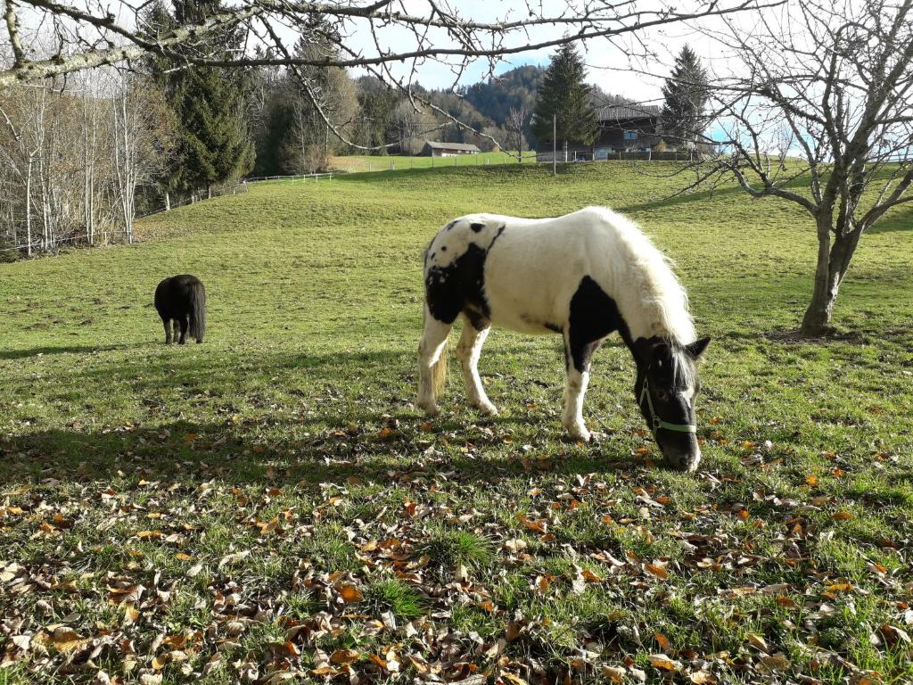 希蒂绍哈格斯皮尔旅馆的黑白马在田野上放牧