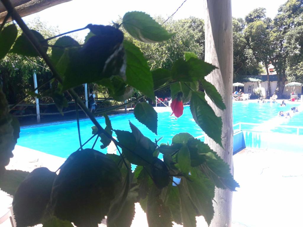 维多利亚El Molino - Complejo Turístisco的游泳池前的植物