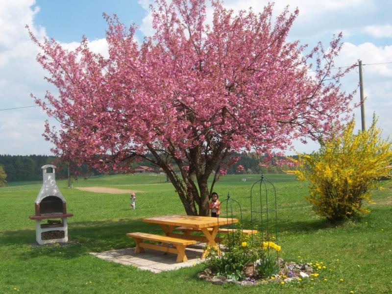 希明格Irgenbauer的一张野餐桌和一棵带粉红色花卉的树