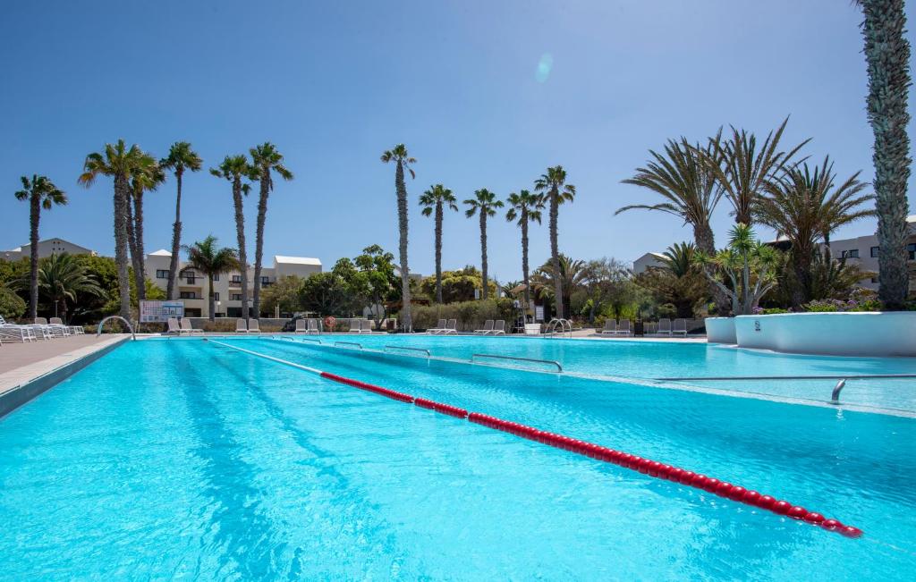 科斯塔特吉塞Los Zocos Impressive Lanzarote的一座棕榈树环绕的游泳池