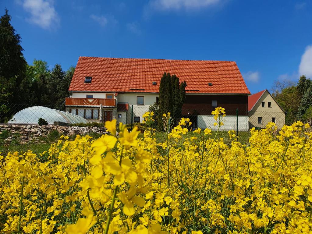 巴特戈特洛伊巴Alte Schäferei Bad Gottleuba的一座房子前面的一片黄花