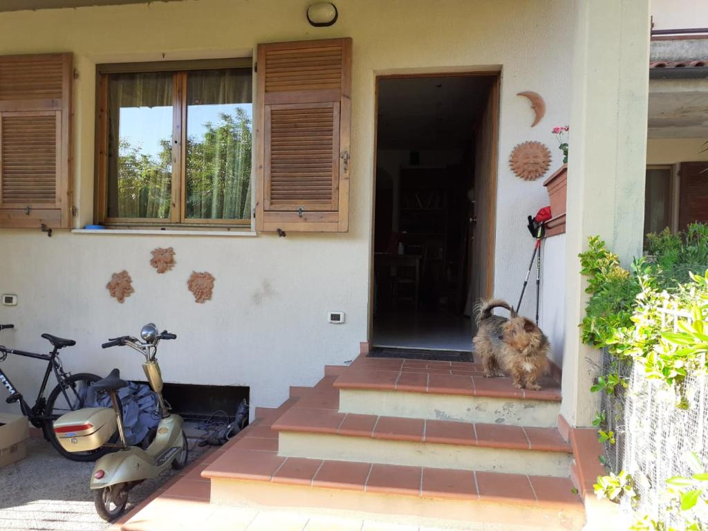 阿祖罗港La Casa di Berenice a Porto Azzurro的一只狗坐在房子门口,带踏板车
