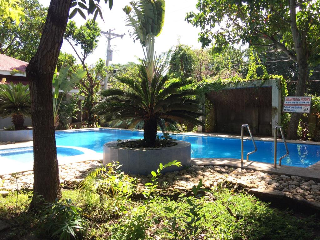 八打雁The Pelicans Resort的游泳池旁的棕榈树