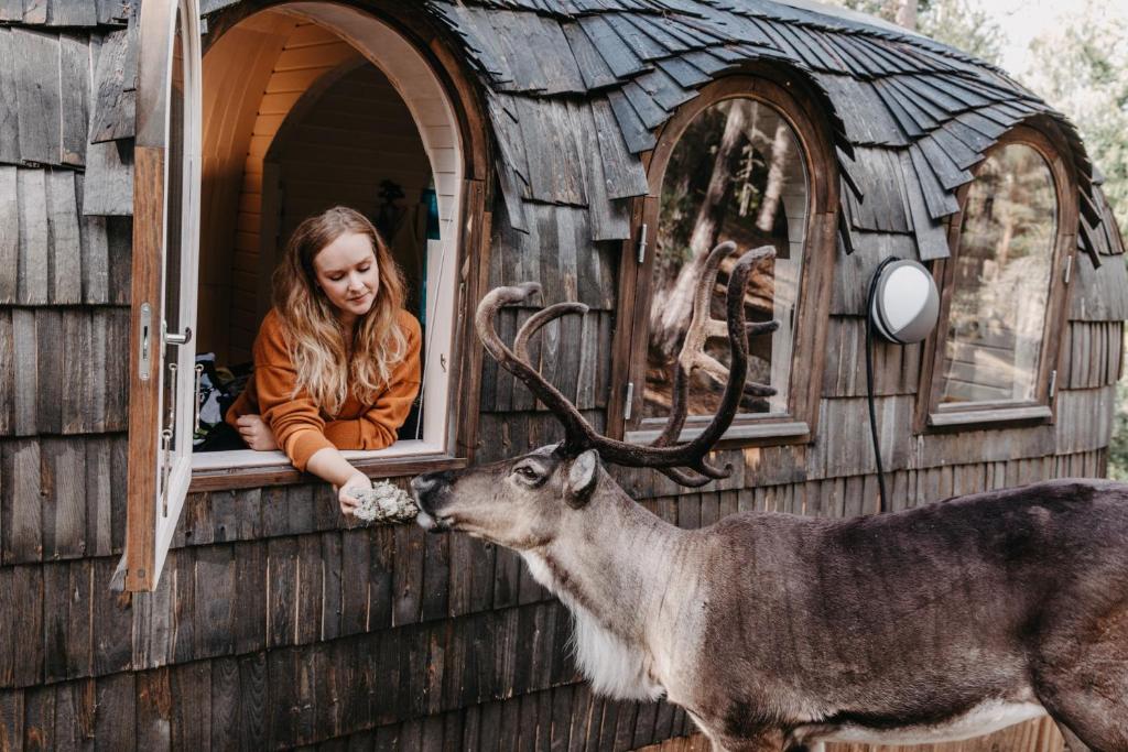 埃斯波Igluhut – Sleep with reindeer的一只从窗户喂鹿的姑娘