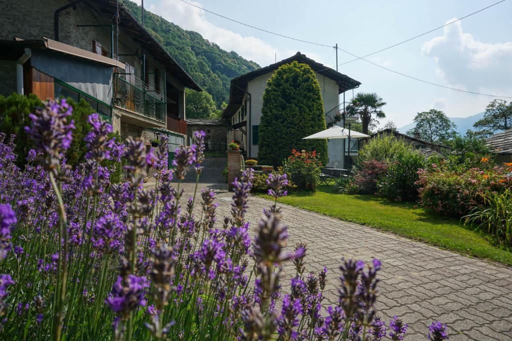 Villar PelliceBed & Breakfast Ai Fontana的一座花园,在房子前面种有紫色的花朵