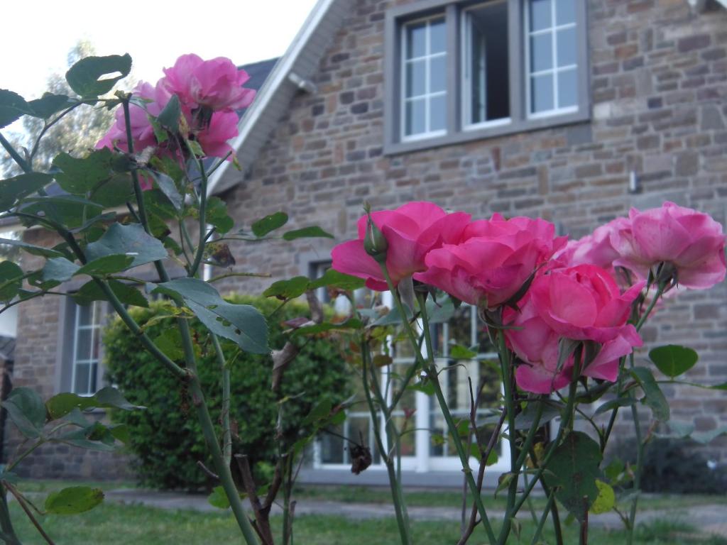 艾瓦耶Le Rimamir gîte de charme au bord de l’Amblève的一群粉红色玫瑰在一座建筑前
