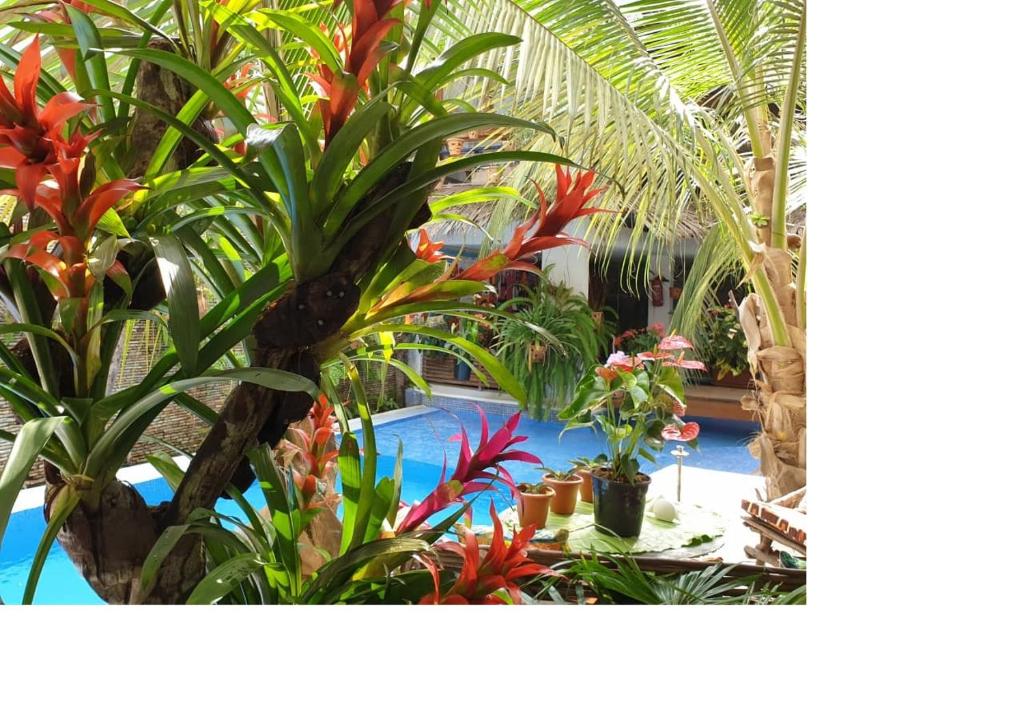 阿比让Ecologe的种植了热带植物的花园以及游泳池
