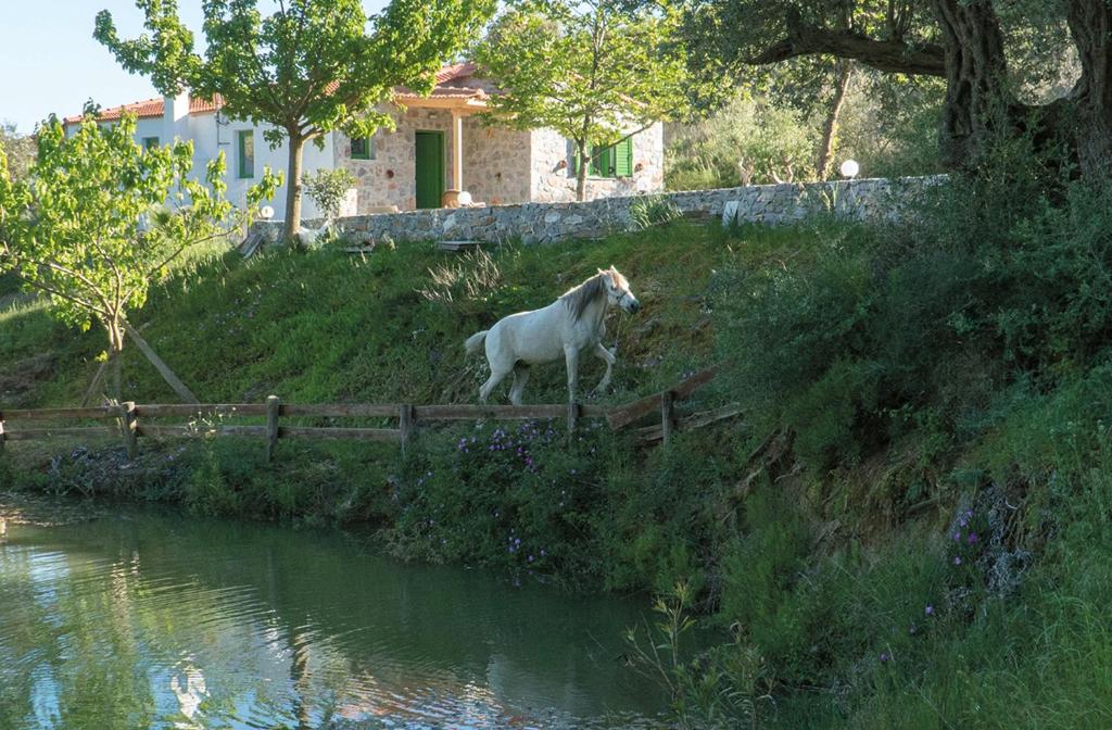 LambiníVilla Elia的站在河边的山丘上的白马