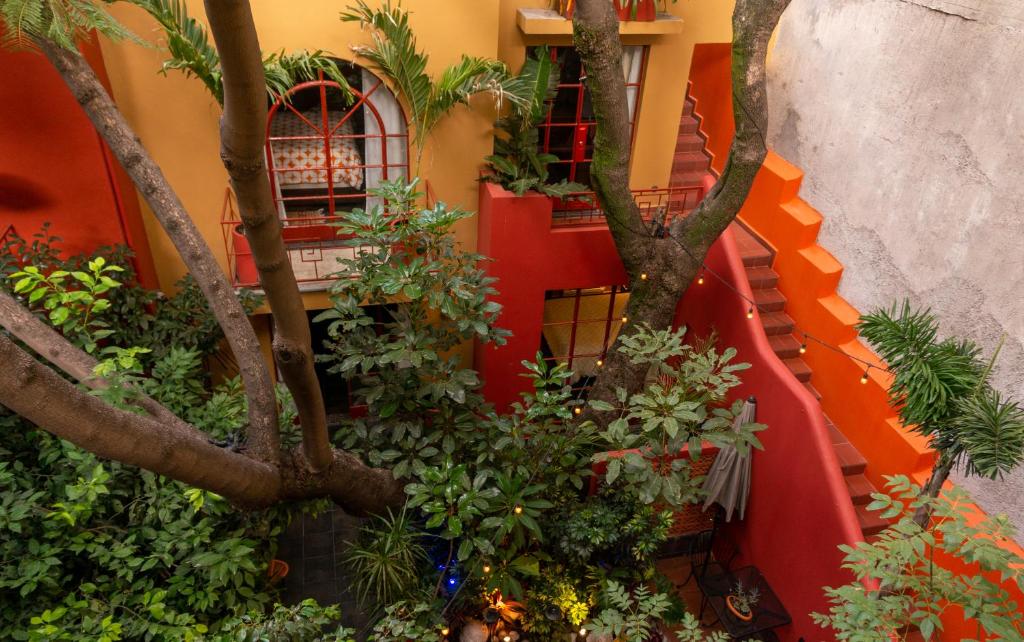 墨西哥城The Red Tree House的相册照片