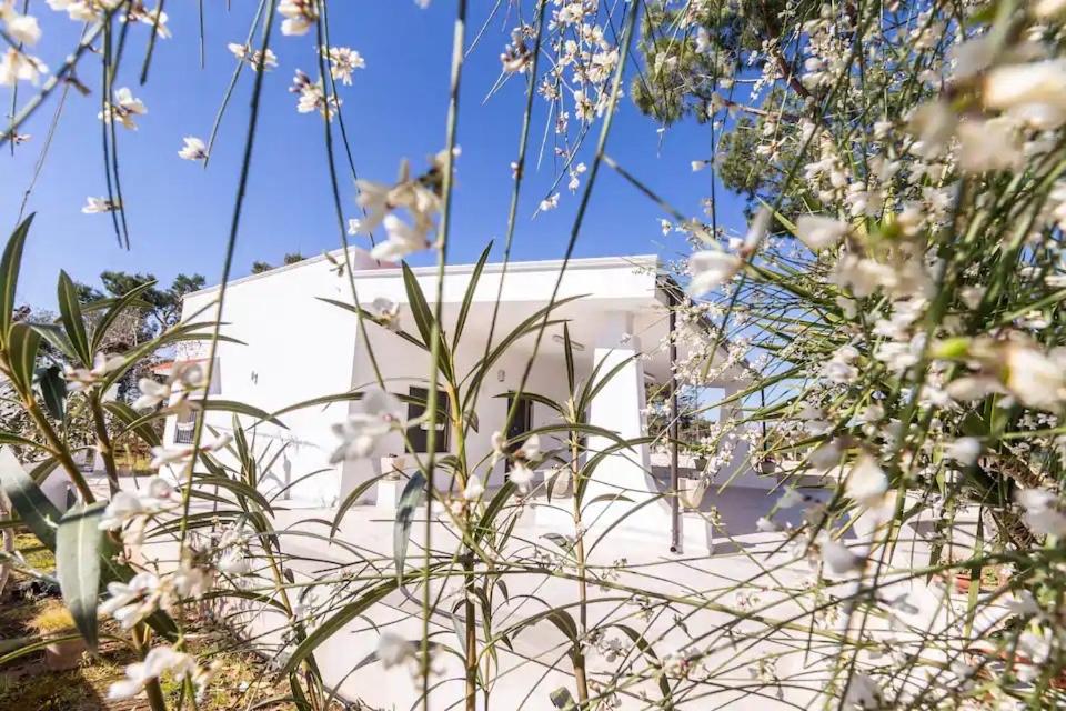 弗兰卡维拉丰塔纳Casina Anna Maria的白色的建筑,背景白色的花朵