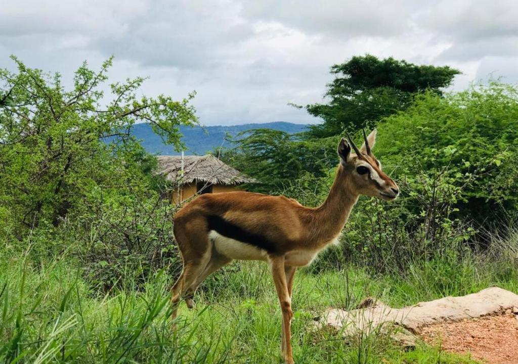 KajiadoOldonyo Orok Lodge的站在草地上的凉亭