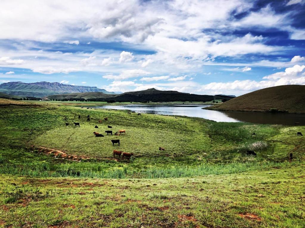 安德伯格Lake Glencairn的一群牛在河边的田野里放牧