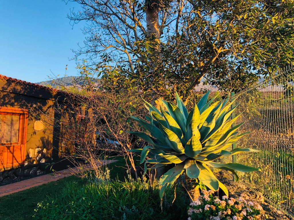 拉马坦萨德亚森特霍赫尔铭达多纳乡村度假屋的围栏旁的院子中的植物