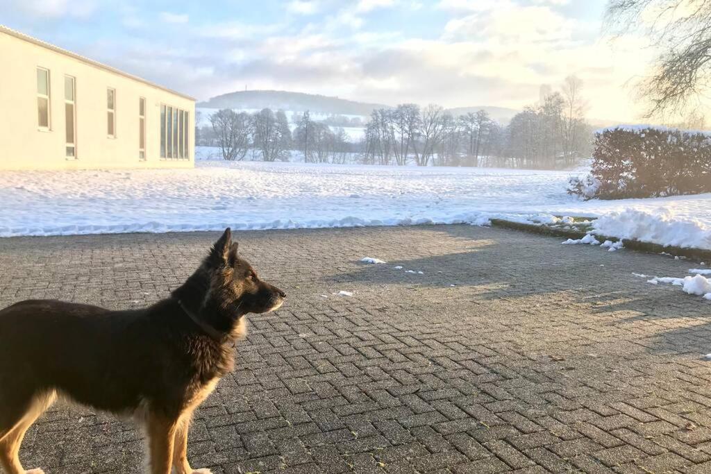 AlpenrodFerienhaus Talblick的一只狗站在积雪中的砖路上