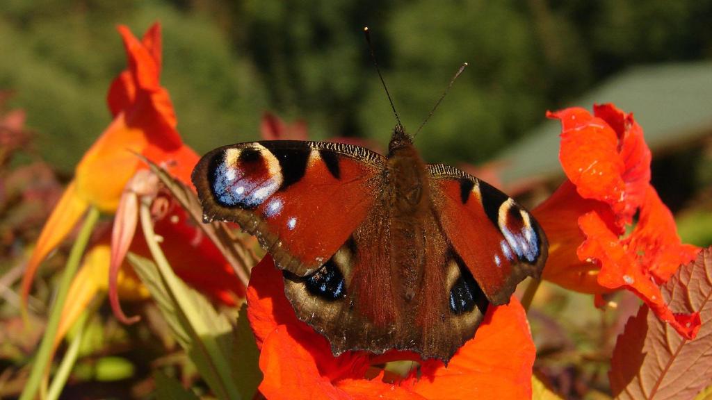 鲁恰内尼达马祖加旅馆的一只蝴蝶坐在红花顶上