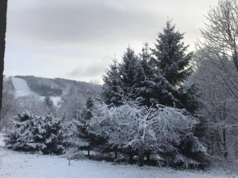 多尔尼莫拉瓦Sněženka的一群松树被雪覆盖