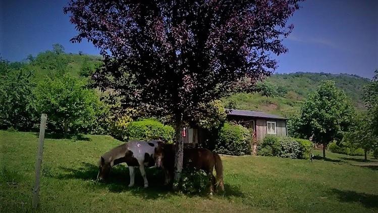 Clairvaux-dʼAveyronla Frégière Chalets的两头奶牛在树下的一个田野里放牧