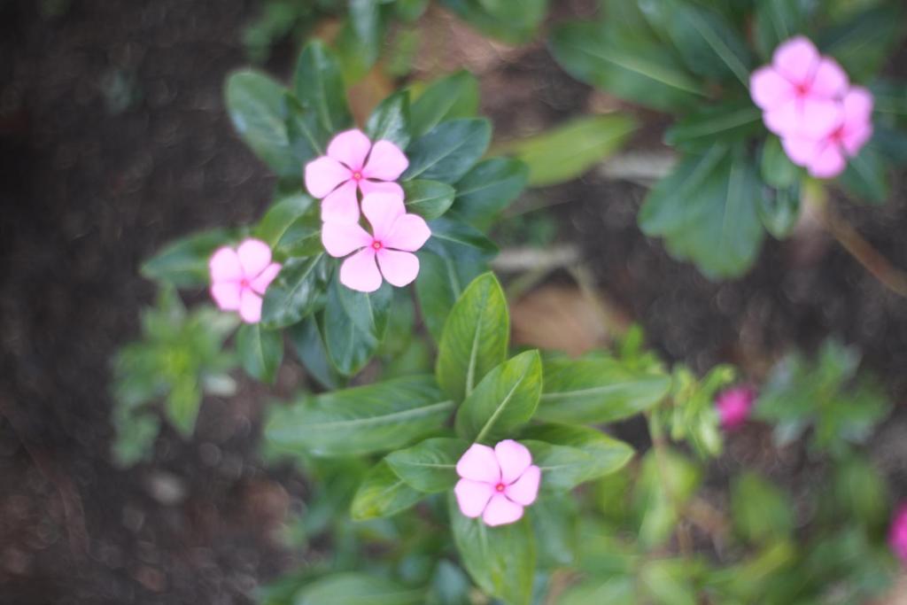 ban pong dinbann suan phing doi – 2021最新房价