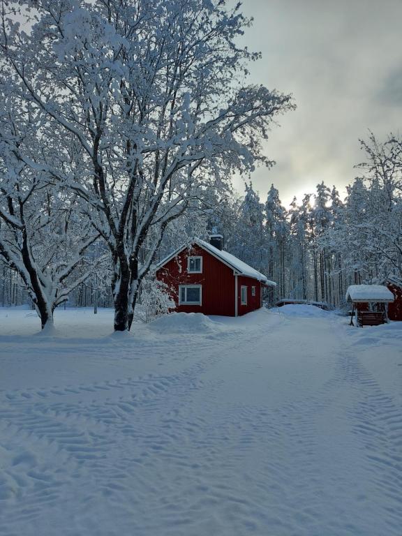 Esterin Tupa, Alajärvi的雪覆盖的院子中的一个红色谷仓,里面种有树木