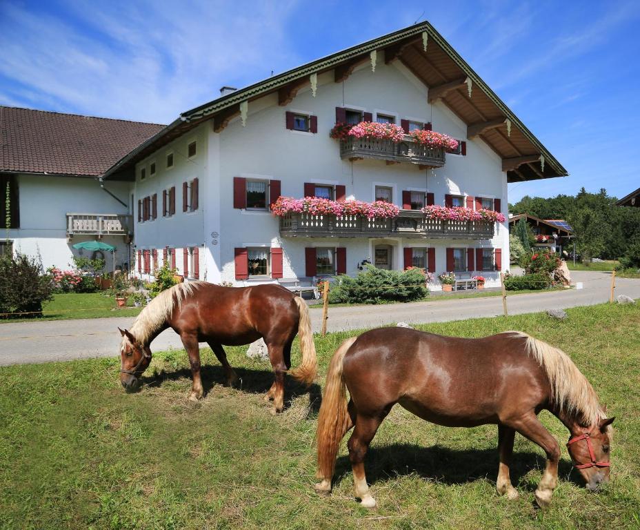 希格斯多夫Heutauer Hof的两匹马在楼前的草上放牧