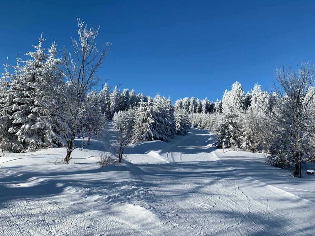 温特贝格Aktiv-Ferienwohnung "Snow & Bike"- Zentral zwischen Winterberg und Willingen的山丘上积雪覆盖的森林,有雪覆盖的树木