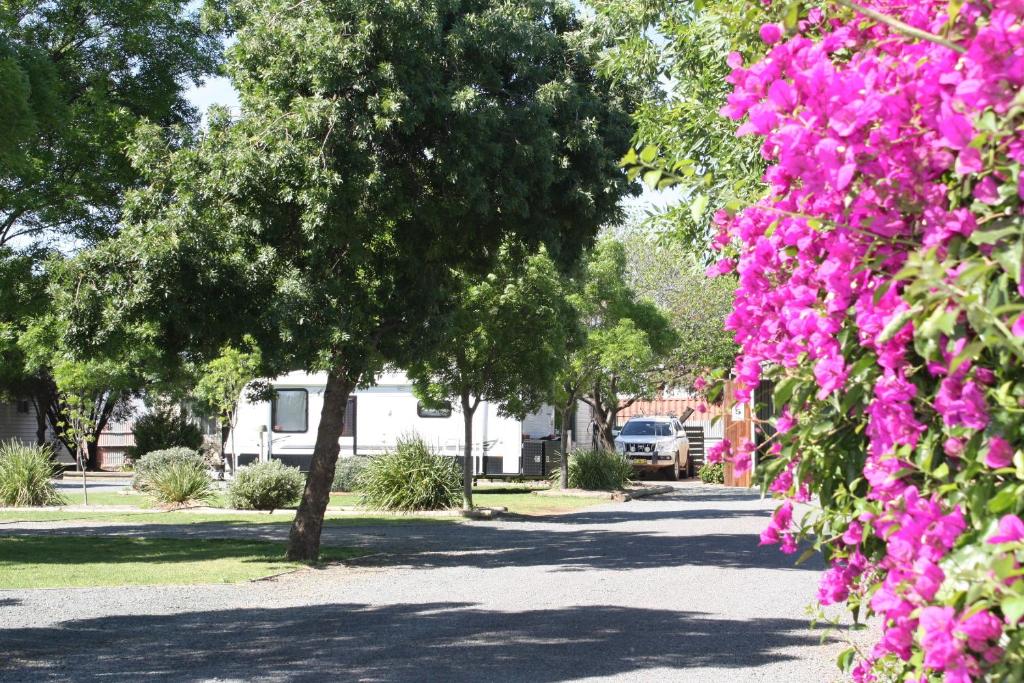 海伊BIG4 Hay的公园里一条有树木和粉红色花卉的道路