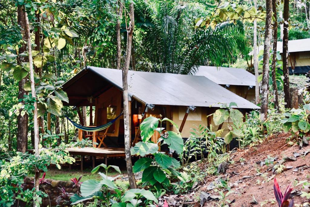 奥霍查尔El Pulpo Safari Lodge的树林中的小屋,前面设有吊床