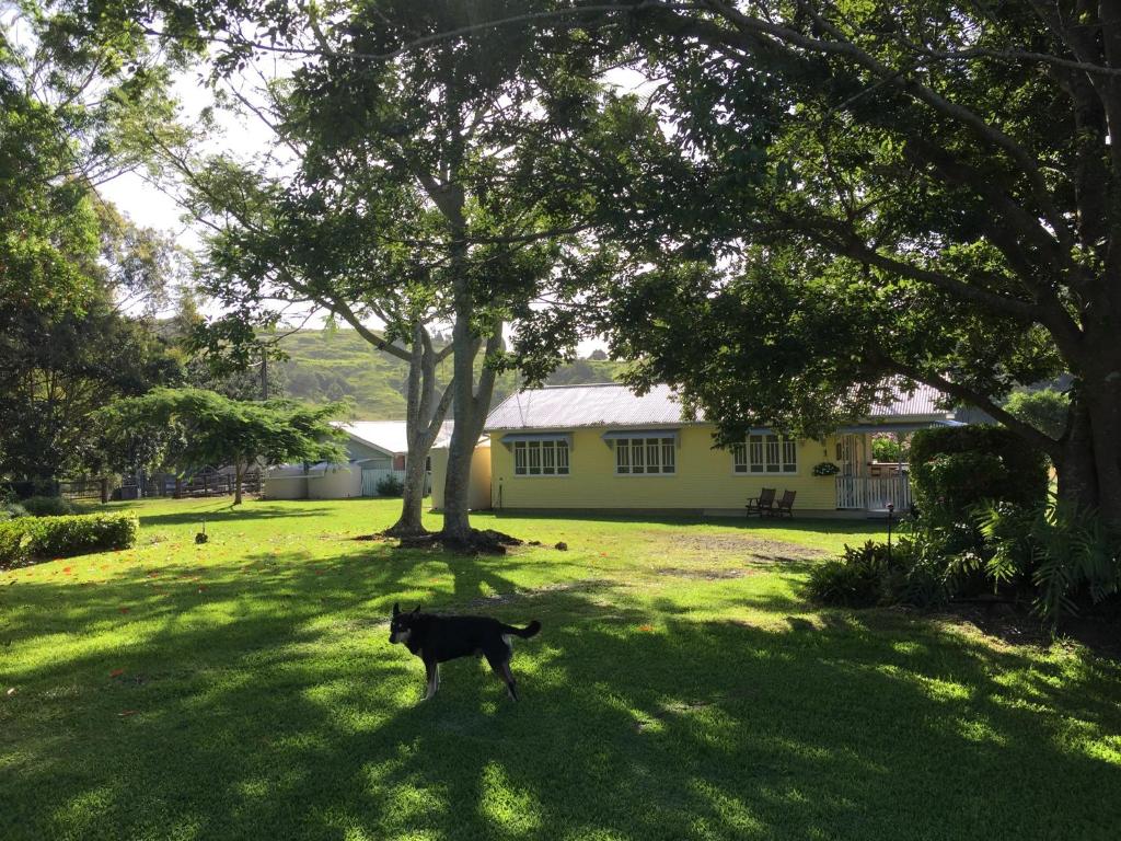 金皮CedarBrae Country Stay的一只黑狗站在房子前面的草地上