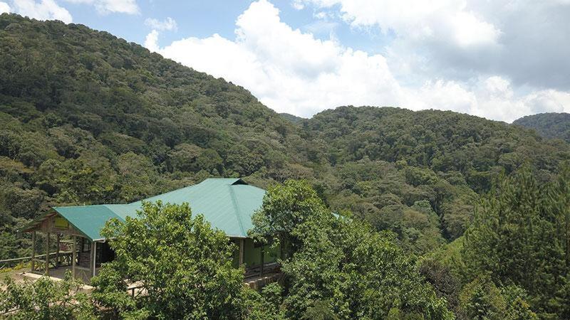 KisoroGorilla Hills Eco-lodge的森林中间有绿色屋顶的房子
