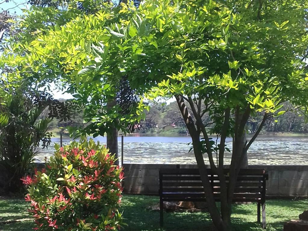 丹不拉Shashin Lake Resort的公园长凳,在一棵树下,靠近一排水体
