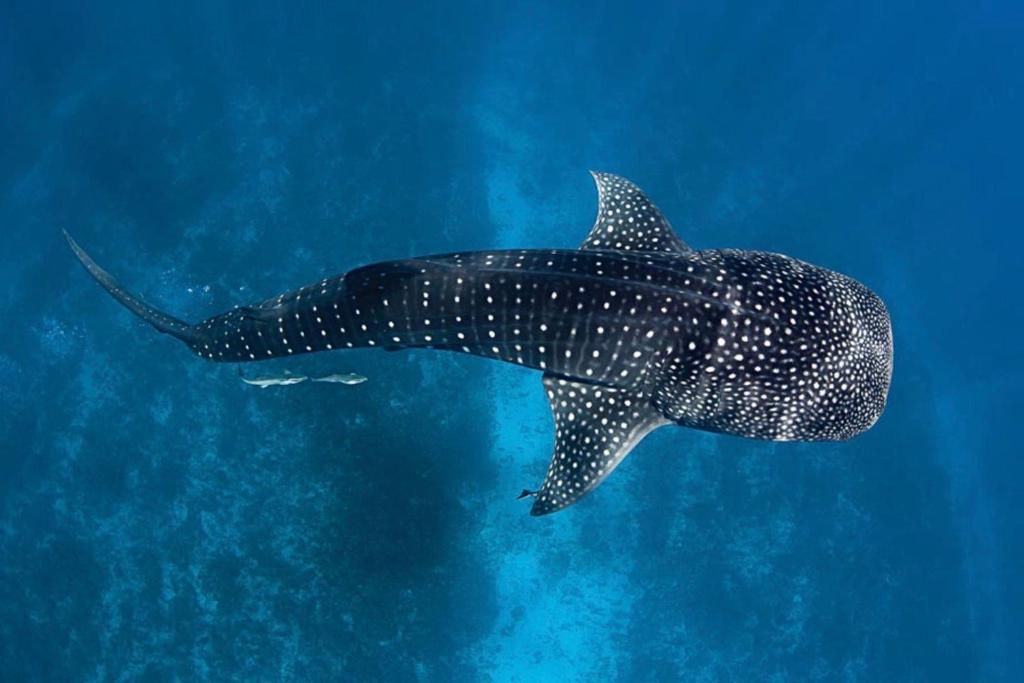 马米基里White Tern Maldives的鲸鲨在蓝色水域游泳