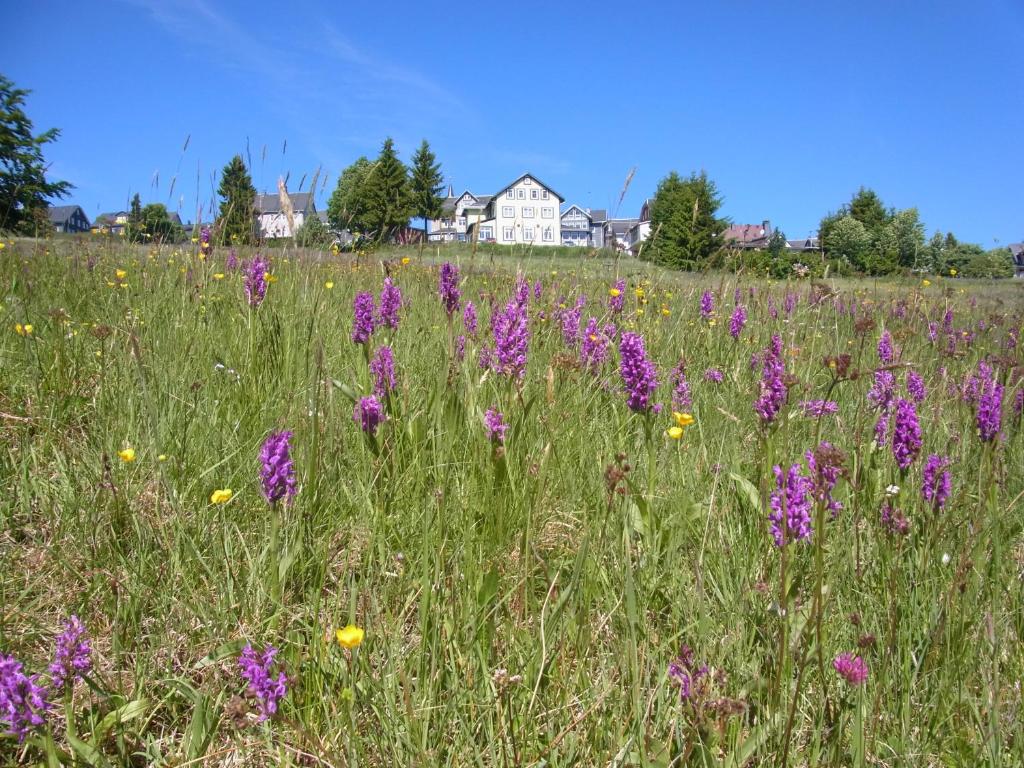 马瑟尔贝格斯科恩奥斯赫特酒店的草场上紫色的花田