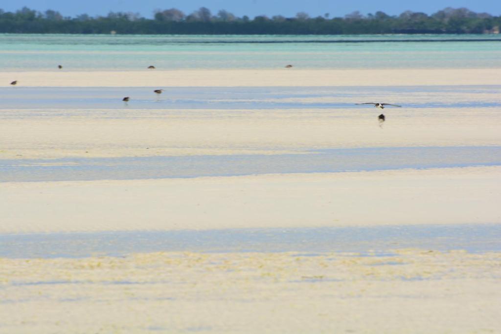 Kizungu翡翠湾度假村 的站在海滩水面上的鸟