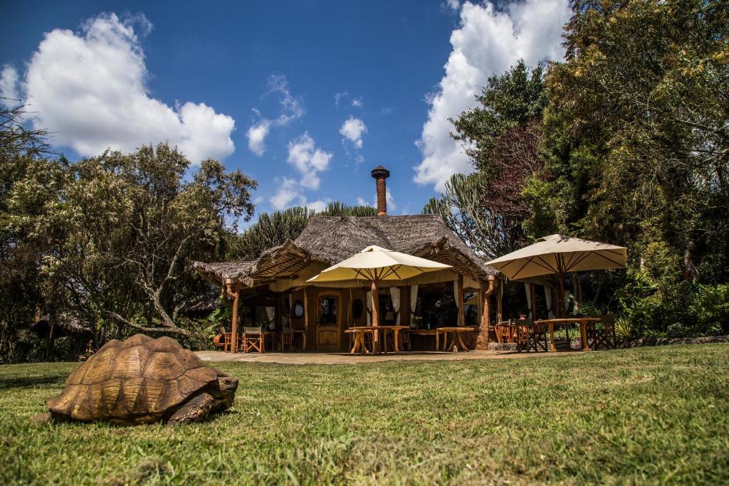 奈瓦沙Chui Lodge的坐在房子前面的草上的一个大龟