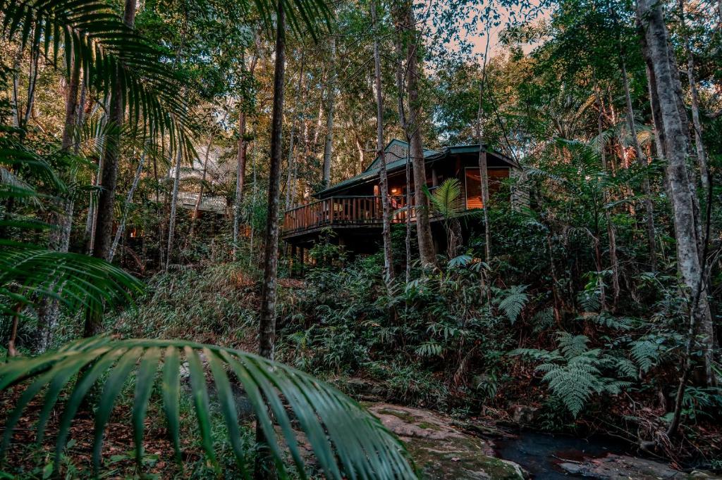蒙特维尔 纳罗斯热带雨林消遣度假酒店的森林中的一个树屋