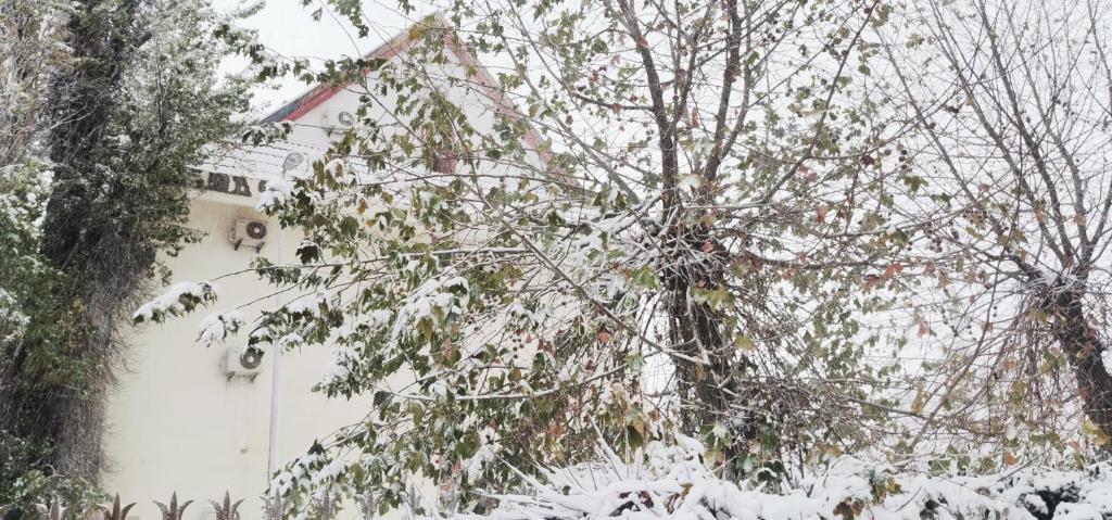 伊夫兰Appartement Au jardin的房子前面的雪覆盖的树